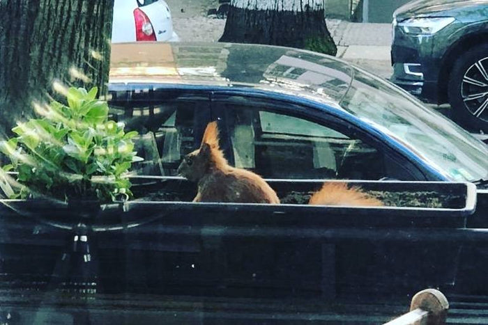 Quarantine Diary: Andrea Bury in Berlin, Germany